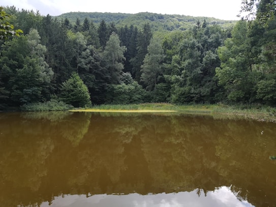 The image features a serene forest landscape with a calm, reflective pond in the foreground. Dense green trees surround the pond, stretching up a hill in the background. The lush greenery and the reflection in the still water create a peaceful and natural scene.
