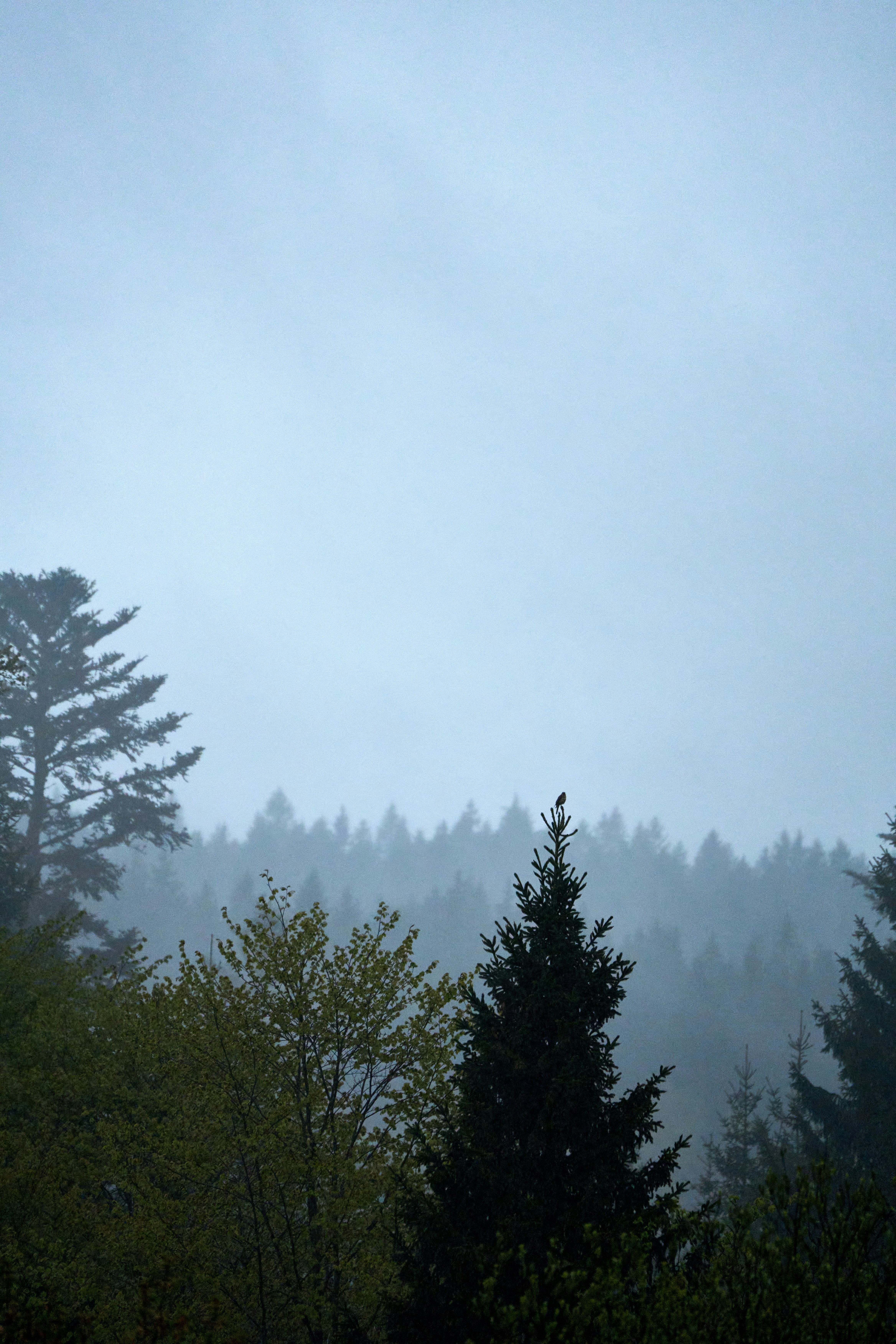 Photo by wolfgang_hasselmann