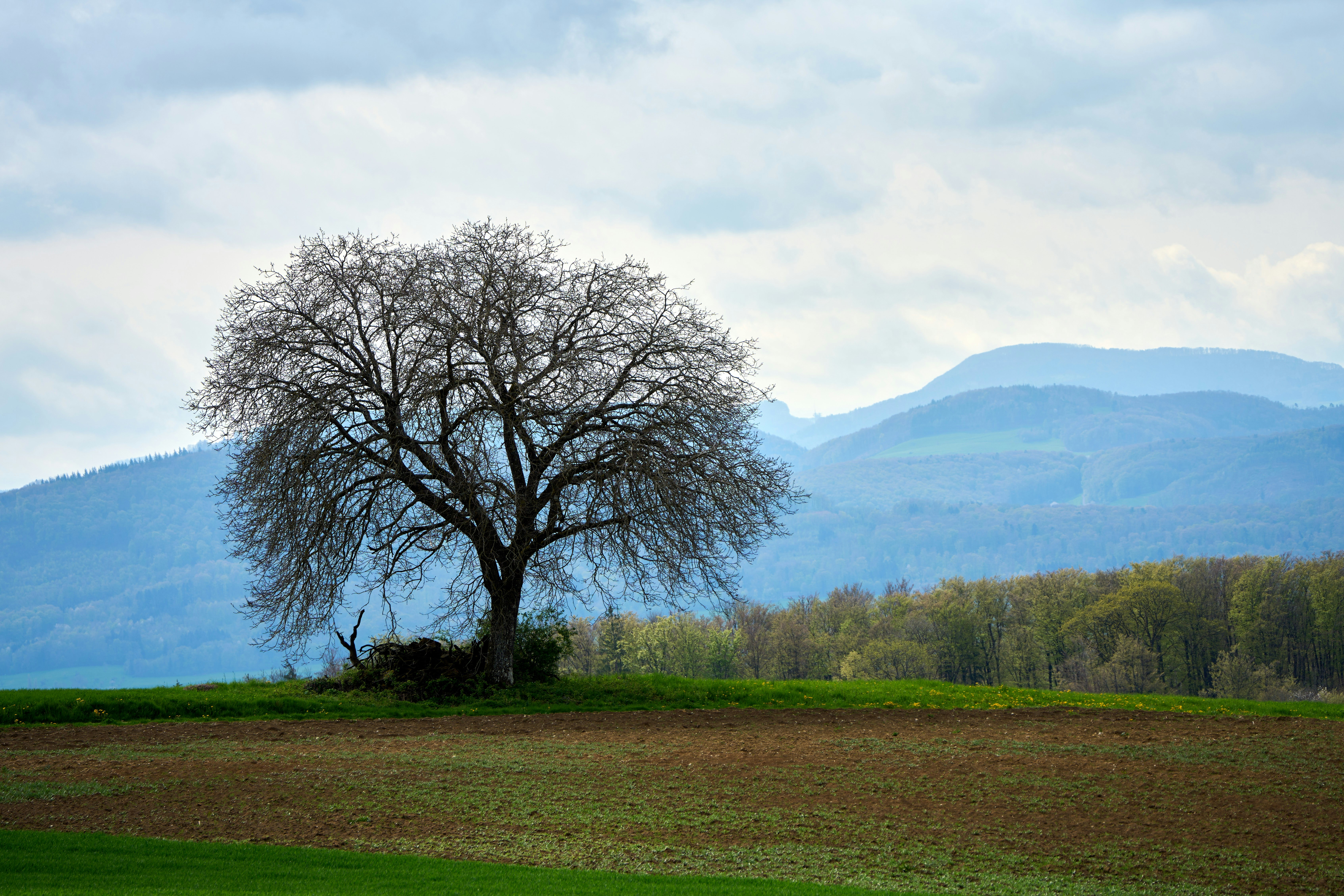 Photo by wolfgang_hasselmann