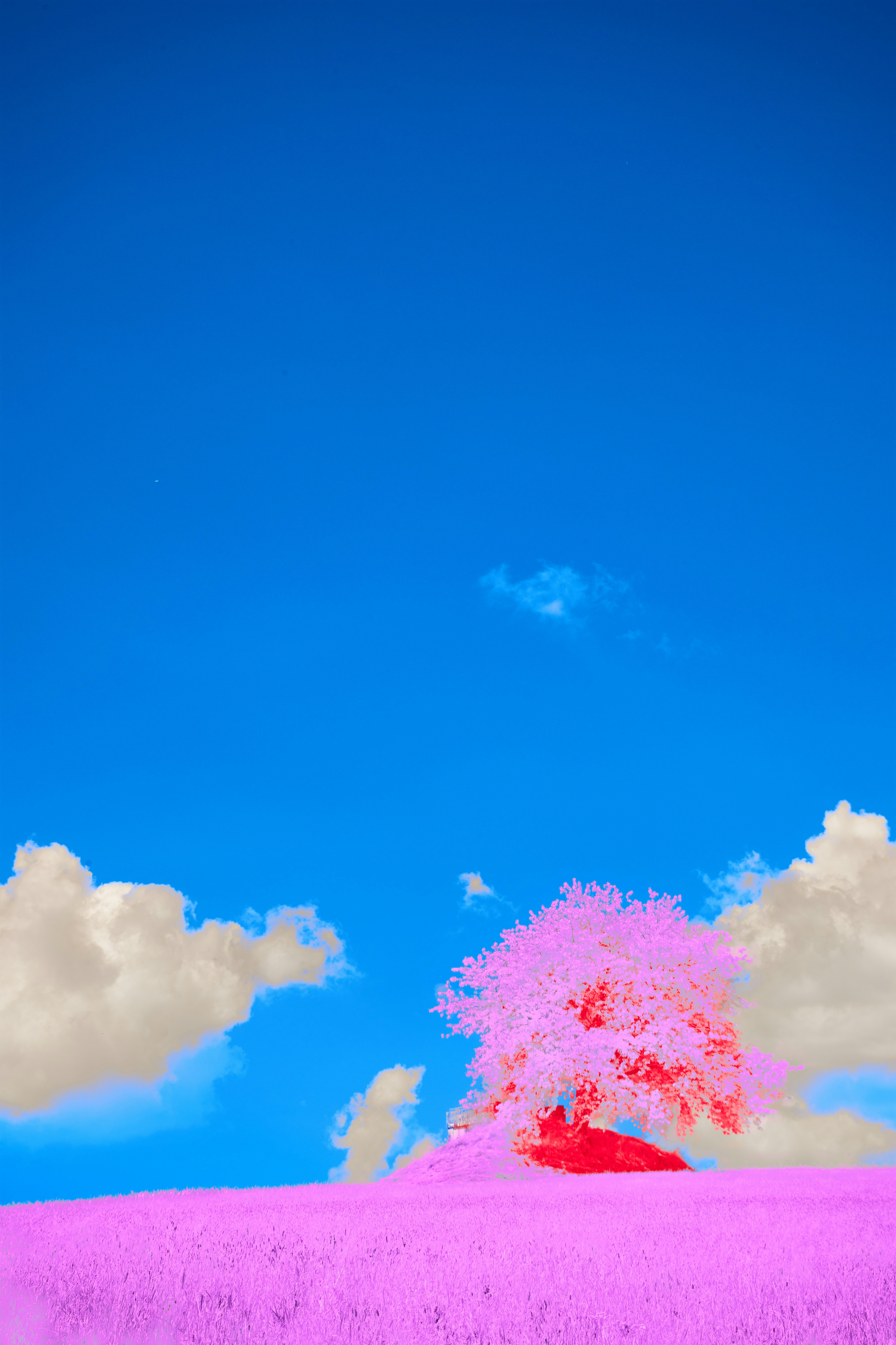 a tree in a field with a blue sky in the background