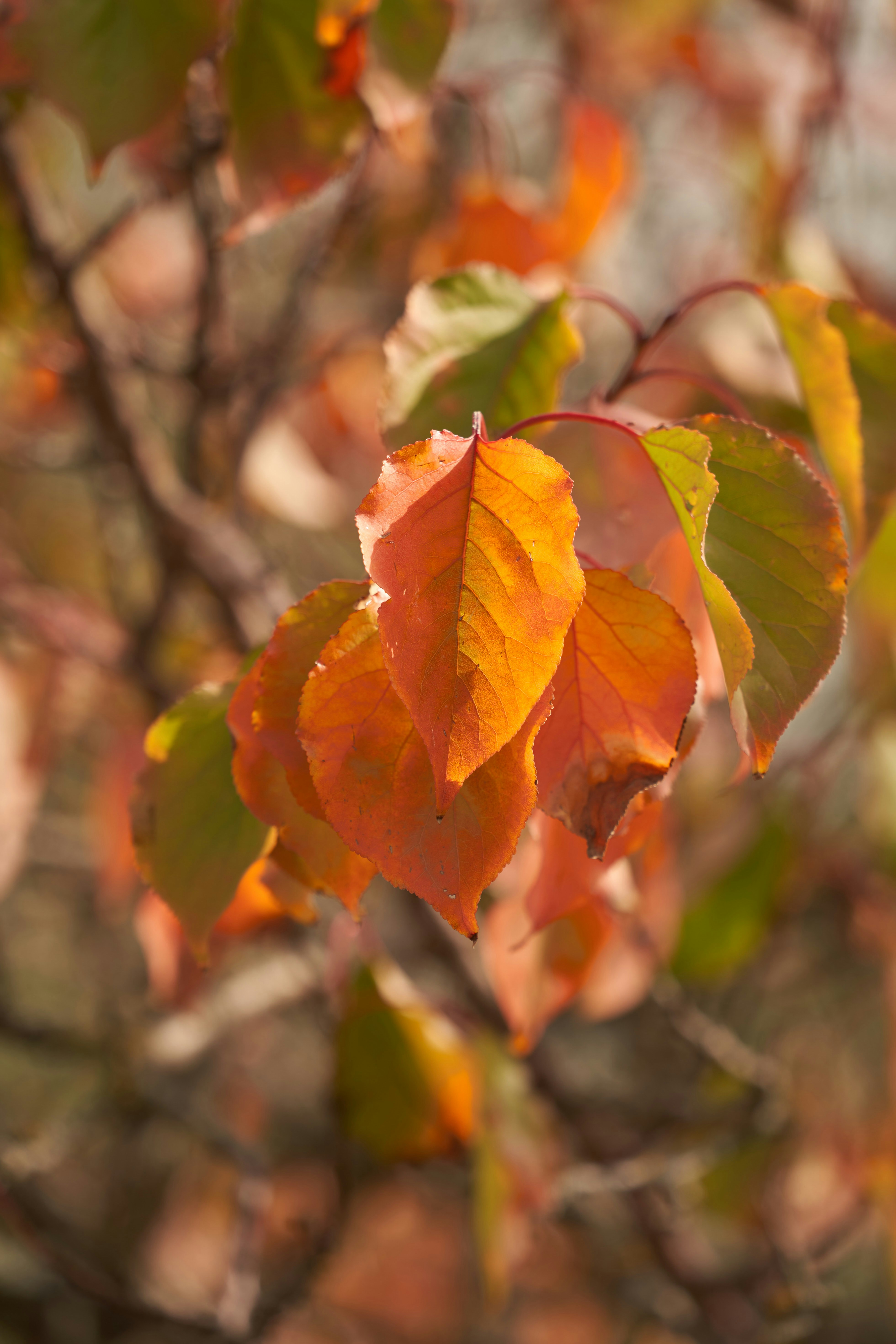 Photo by wolfgang_hasselmann