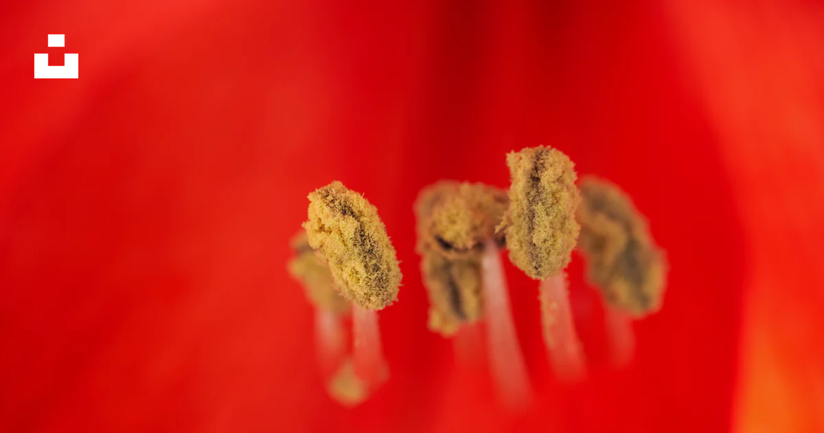 A close up view of a red flower photo – Free Pollen Image on Unsplash