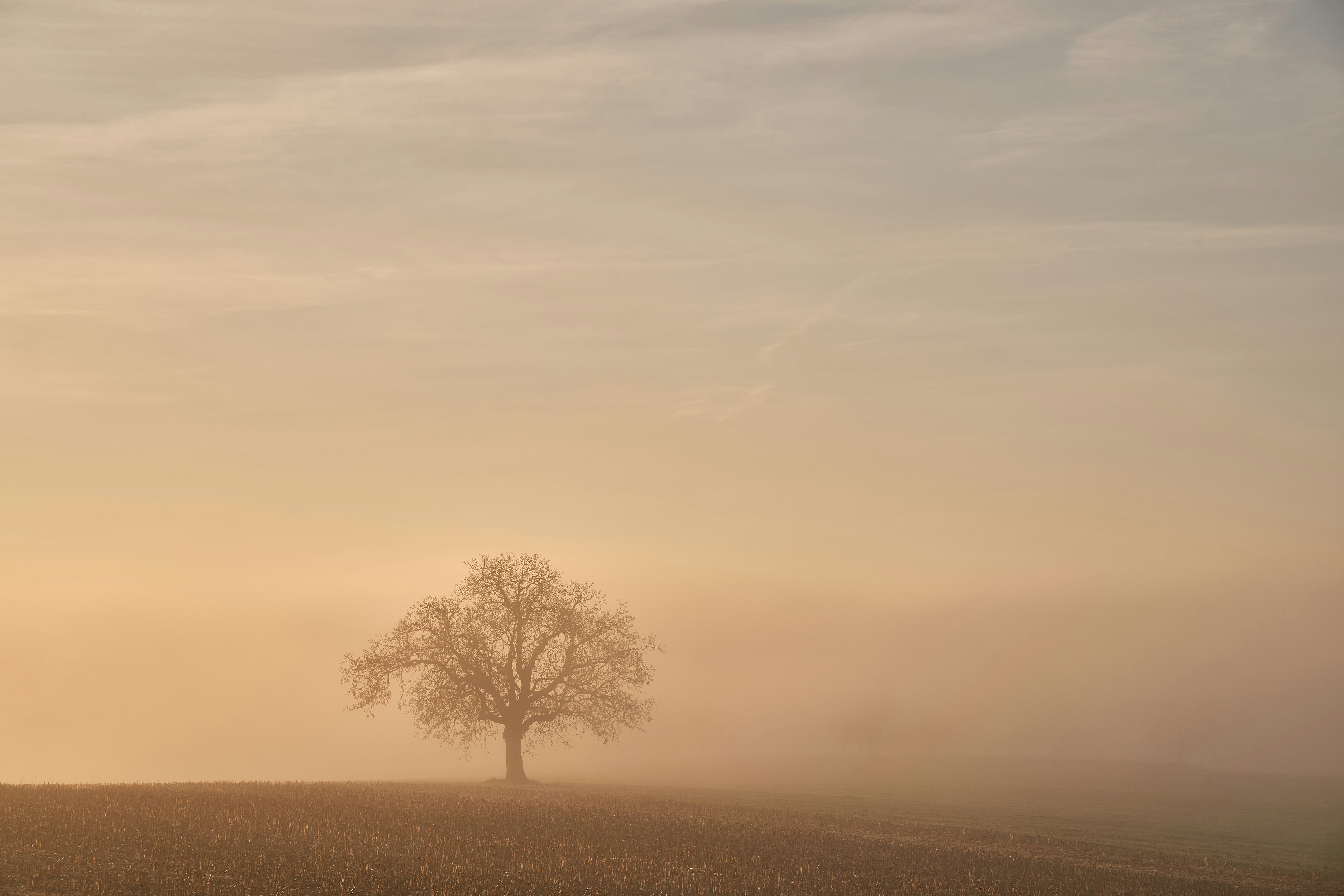 Photo by wolfgang_hasselmann