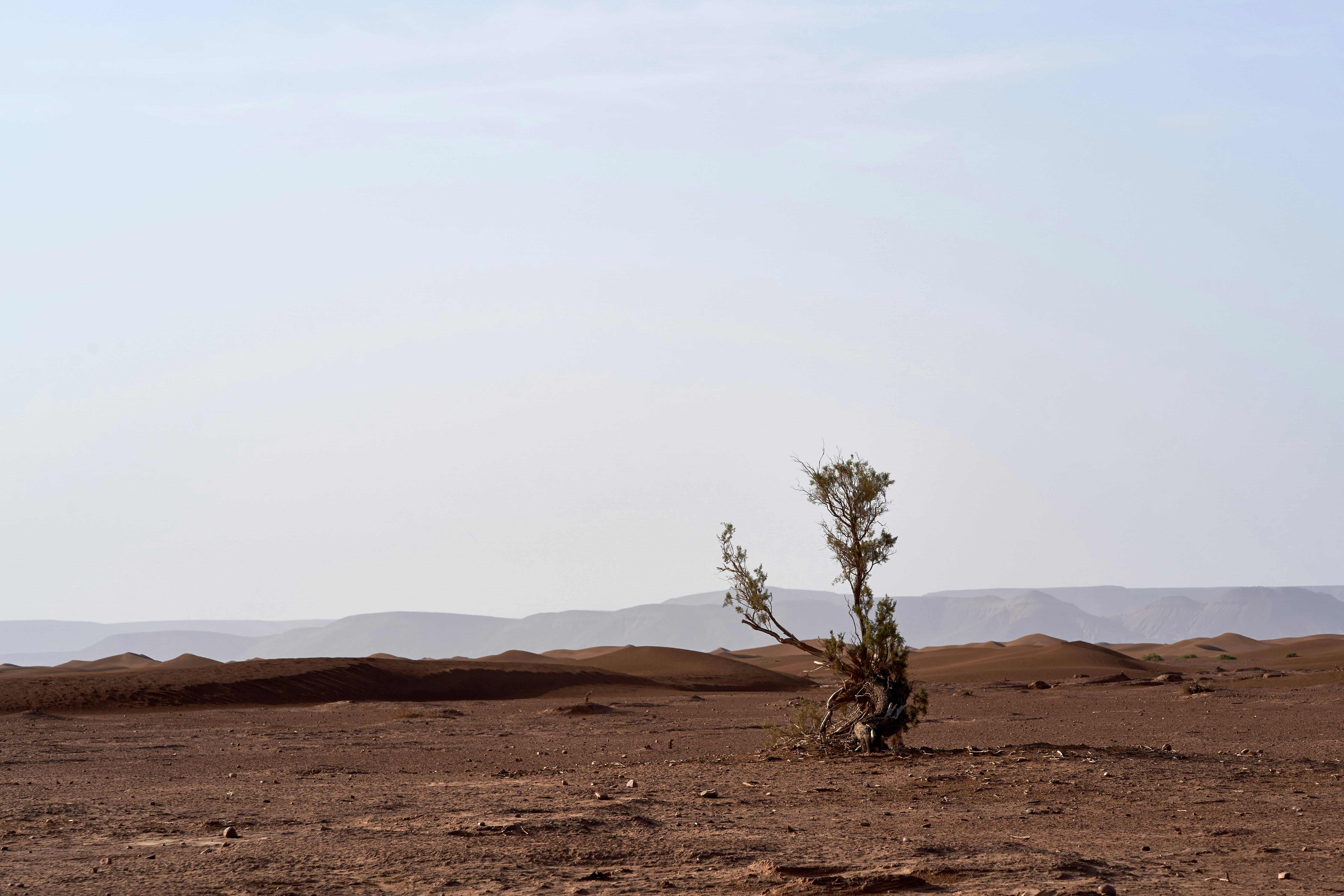 Photo by wolfgang_hasselmann