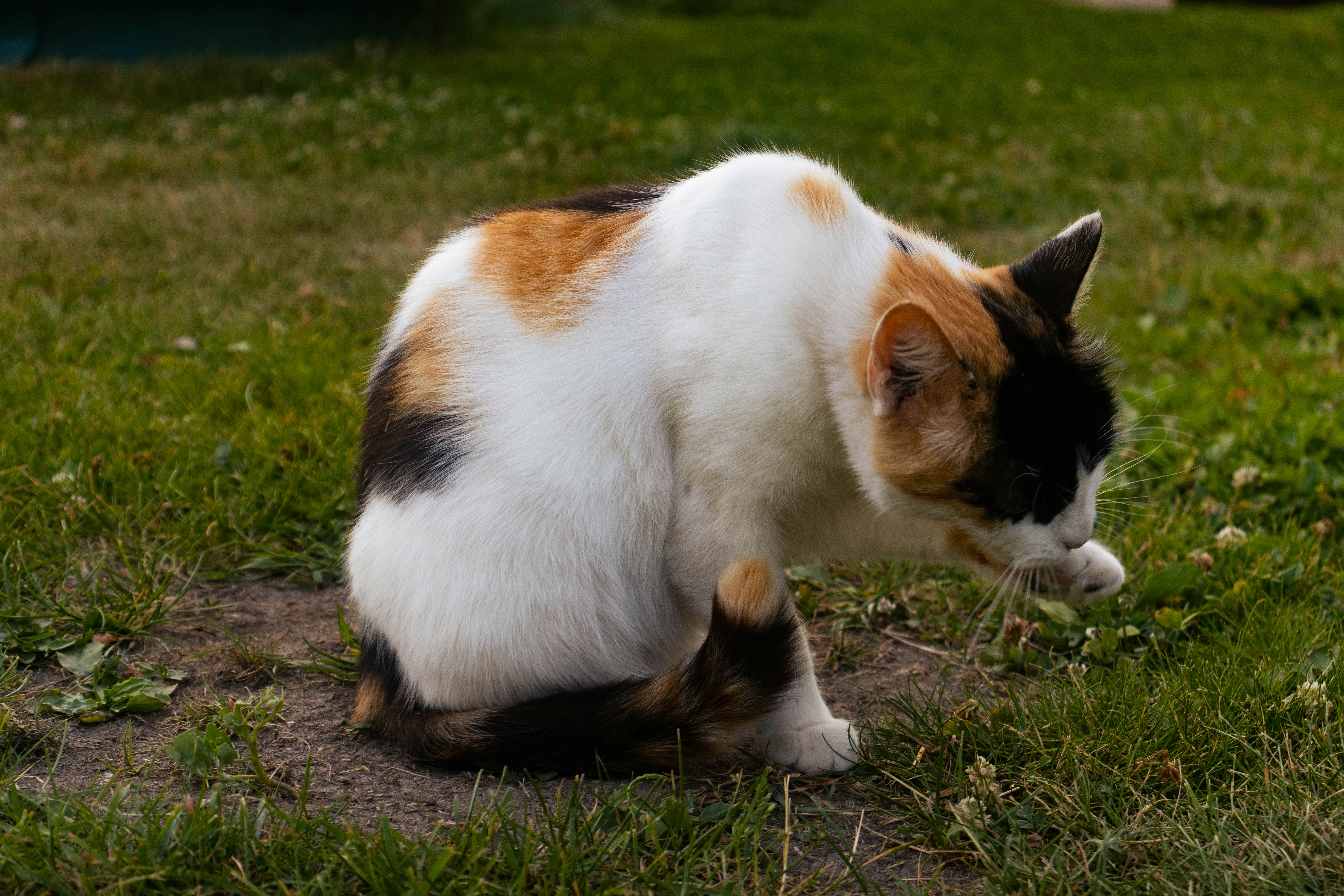 Why Does My Cat’s Poop Smell So Bad?