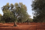 A grove of olive trees with thick, twisted trunks stretches across a landscape of reddish-brown soil. The trees are lush with green leaves, and sunlight filters through the branches, casting dappled shadows on the ground. The sky is clear and blue, creating a serene atmosphere.