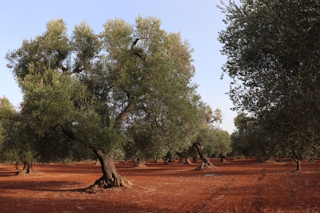 A grove of olive trees with thick, twisted trunks stretches across a landscape of reddish-brown soil. The trees are lush with green leaves, and sunlight filters through the branches, casting dappled shadows on the ground. The sky is clear and blue, creating a serene atmosphere.