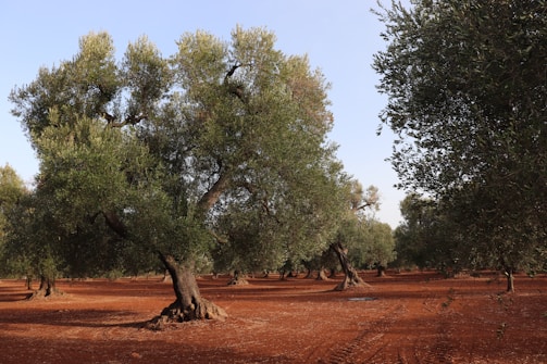 A serene olive grove with ripe olives ready for harvest.