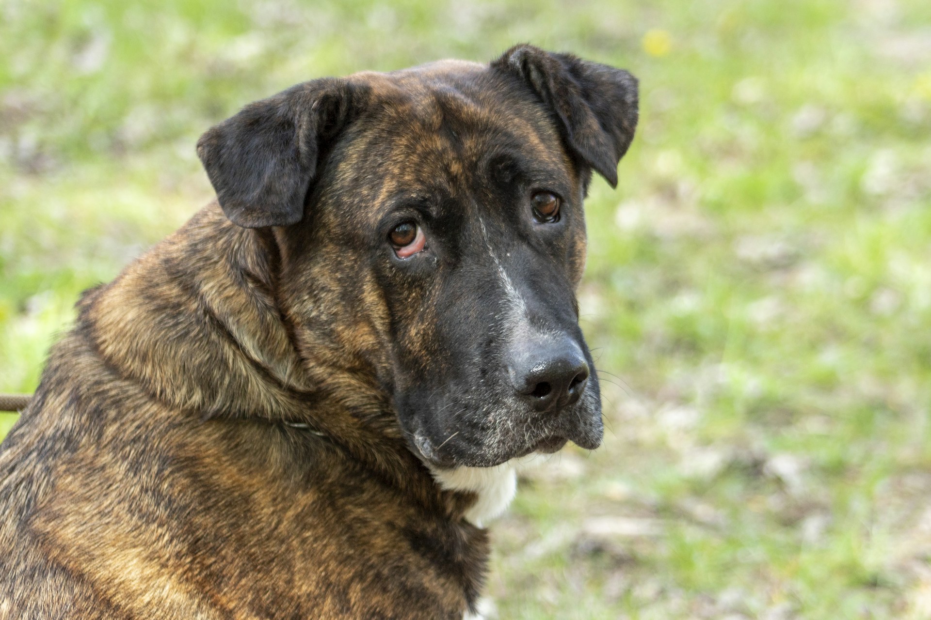 A large, brindle-coated dog with a white spot on its chest is looking directly at the camera. The dog's face has a gentle expression, and it is sitting on a grassy and slightly blurred background.