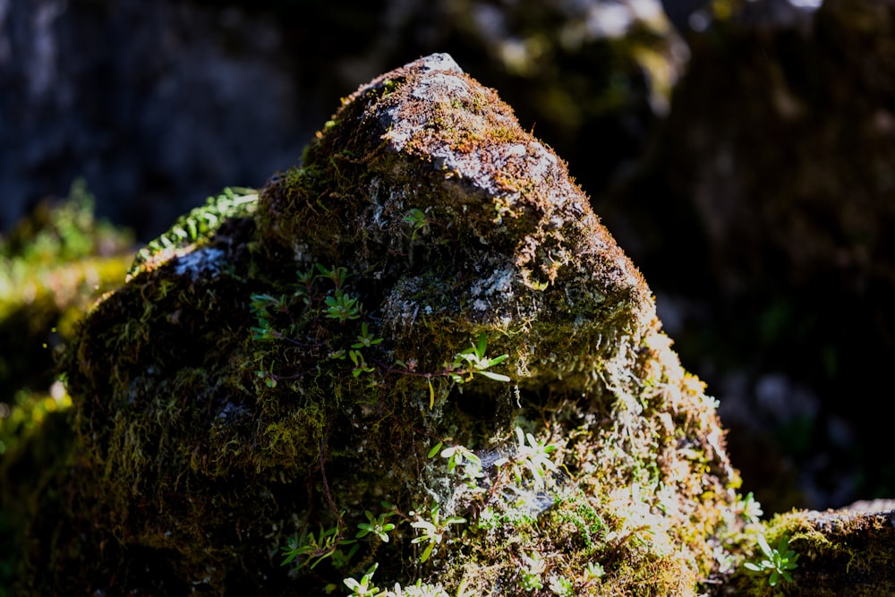 a rock covered in moss and lichen on a sunny day