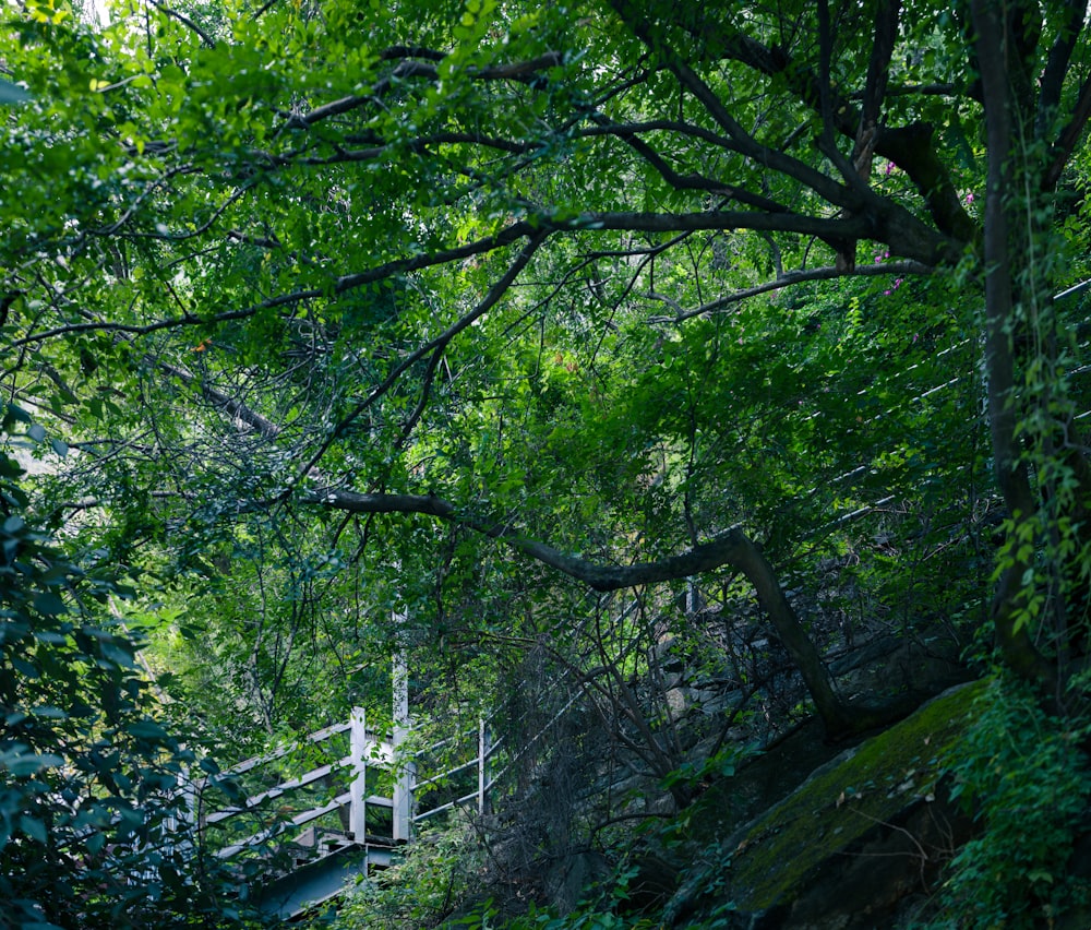 a bridge over a stream surrounded by trees