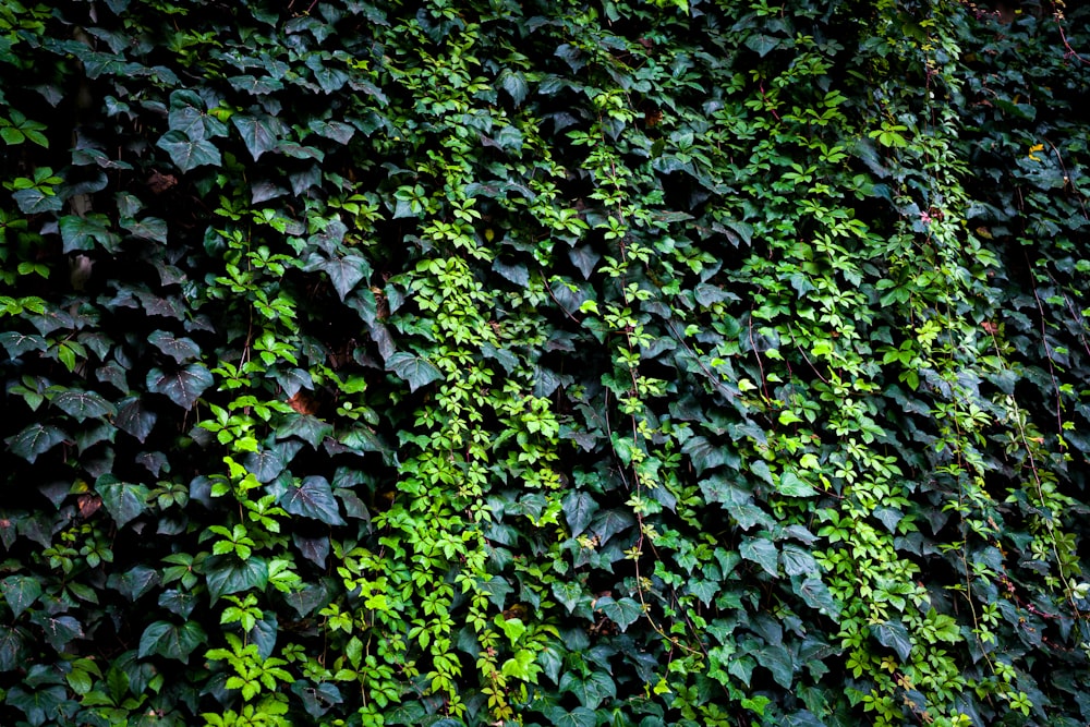 a green wall covered in lots of leaves