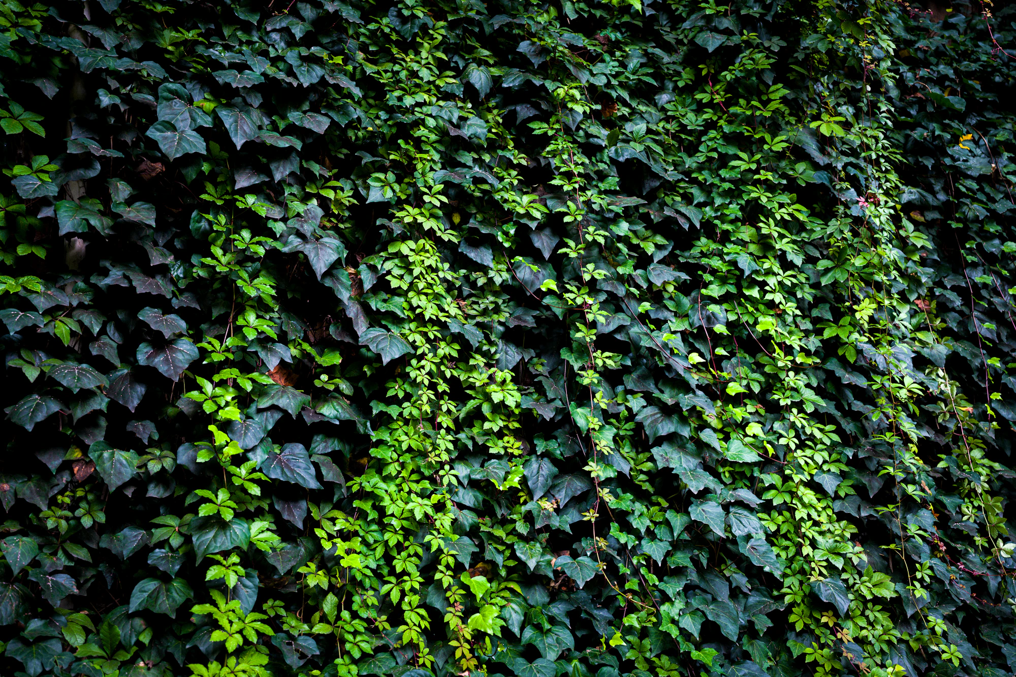 A wall densely covered in green ivy leaves.