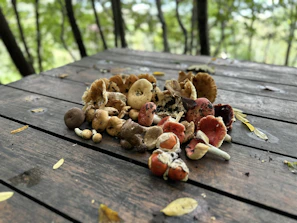 A rustic table set with wild mushrooms and natural elements during a mushroom foraging workshop
