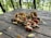 A rustic wooden table covered with a variety of mushrooms in diverse shapes and colors, including reds, browns, and off-whites. Fallen leaves are scattered around, and the blurred background reveals a forest setting with lush greenery.
