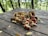 A rustic wooden table covered with a variety of mushrooms in diverse shapes and colors, including reds, browns, and off-whites. Fallen leaves are scattered around, and the blurred background reveals a forest setting with lush greenery.