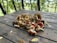 Close-up of fresh gourmet mushrooms including lion's mane and shiitake on a rustic wooden table.