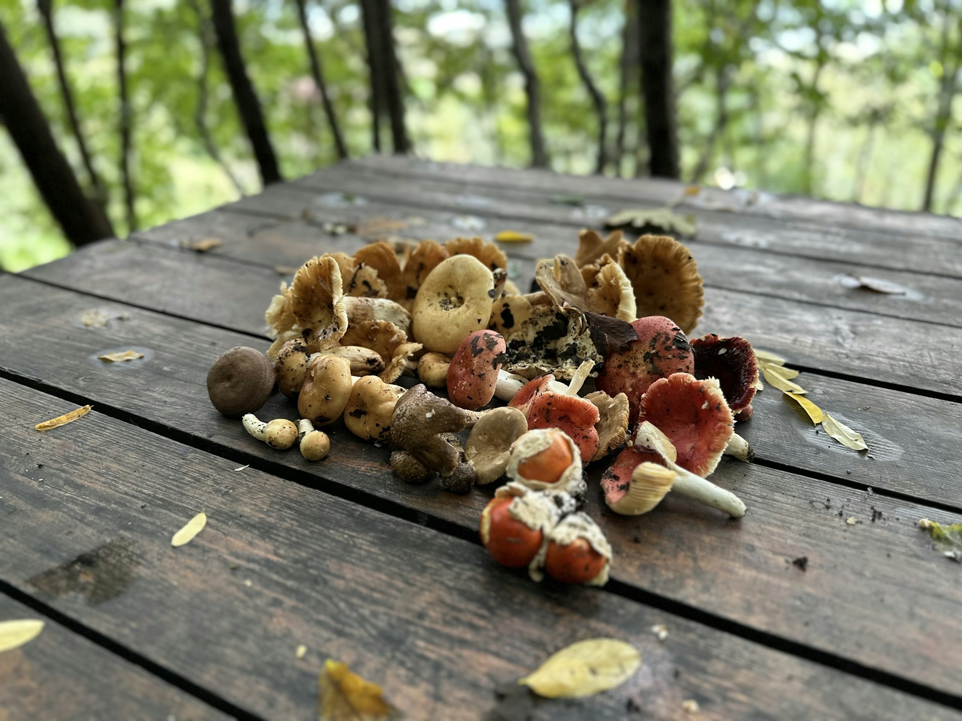 A rustic wooden table outdoors displaying freshly foraged mushrooms and herbs, ready for a DIY prepping project.