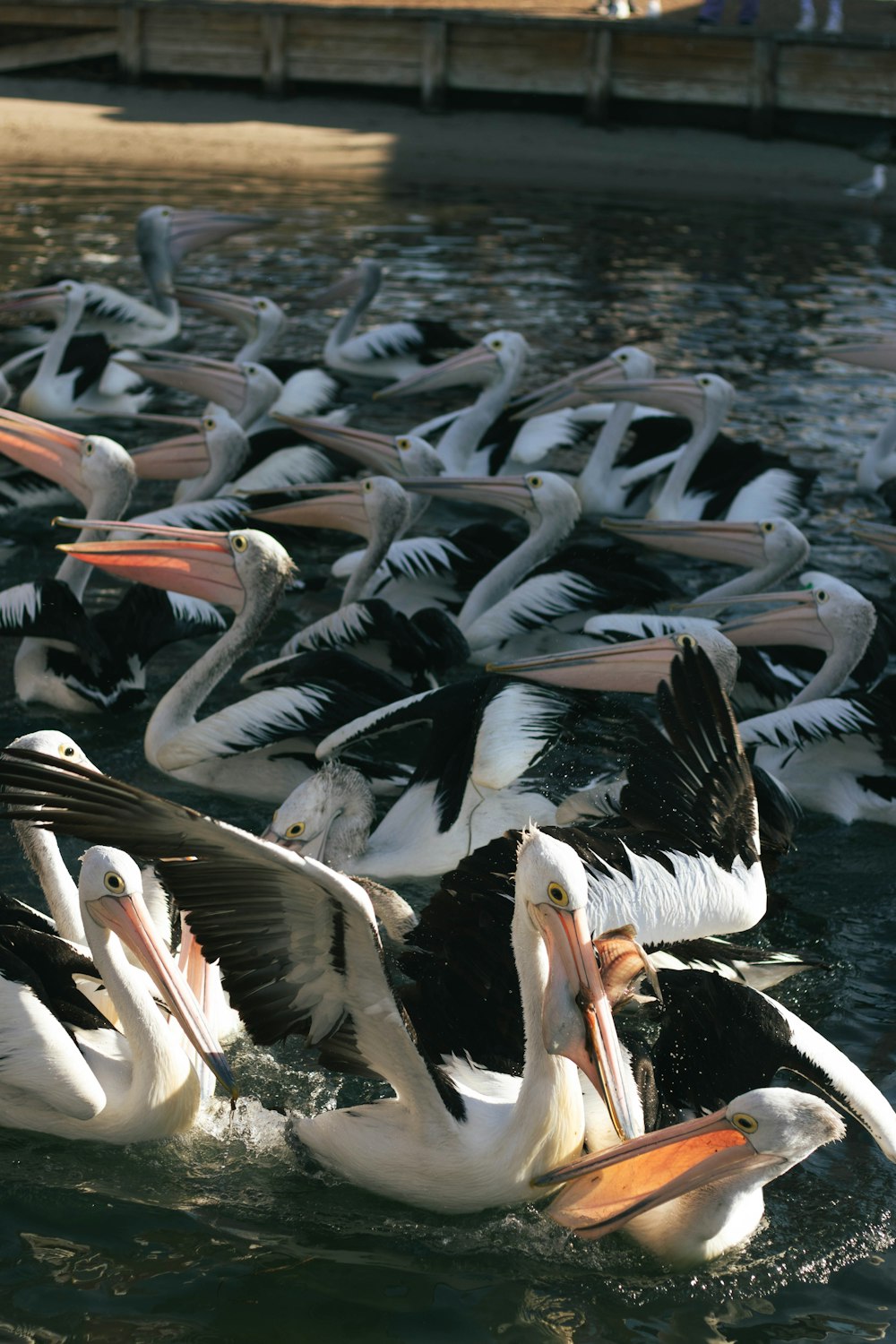 um grande grupo de pelicanos nadando na água