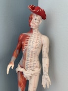 Instructor explaining therapy techniques using anatomical models.