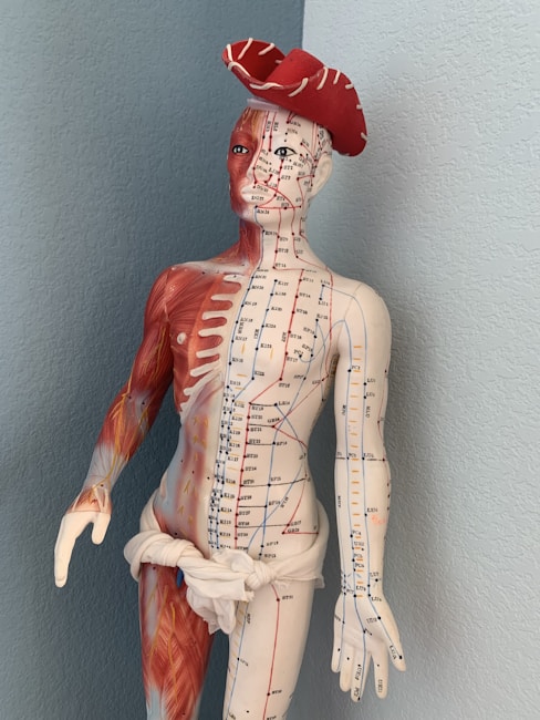 A detailed anatomical model of a human figure stands against a light blue wall. The model is divided into two halves, one side showing muscular structure in red and the other marked with acupuncture points and meridian lines in various colors. The figure is adorned with a whimsical red pirate-style hat and a fabric material tied around its waist.