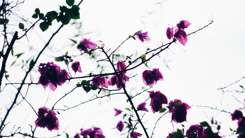 a tree branch with purple flowers on it