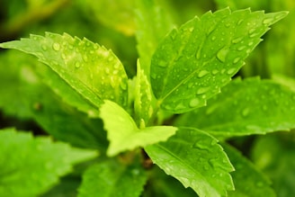 Close-up of fresh green Bacopa leaves glistening with morning dew.
