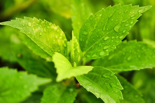 A vibrant close-up of fresh green leaves glistening with morning dew.