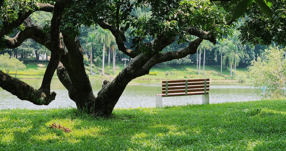 a wooden bench sitting next to a tree near a lake