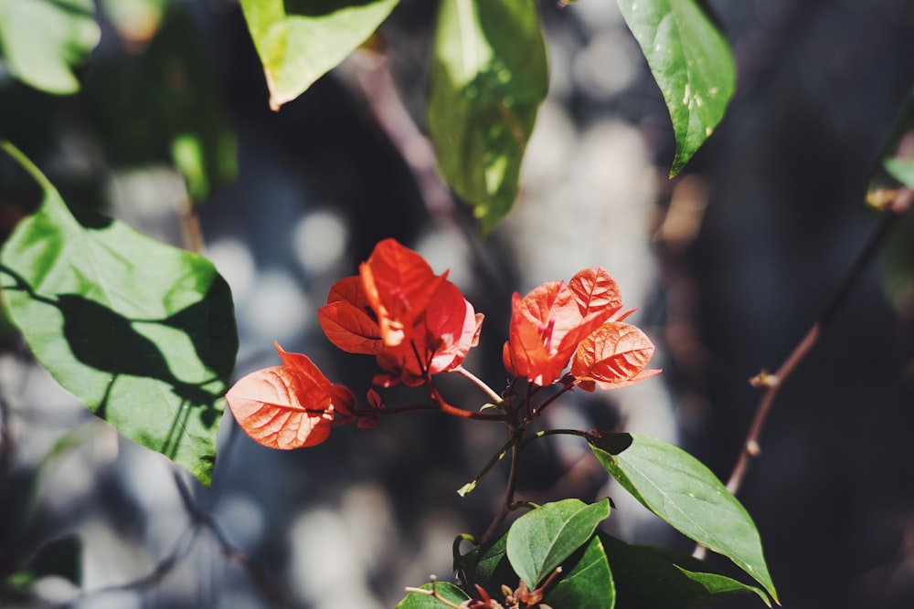 a close up of a flower on a tree branch