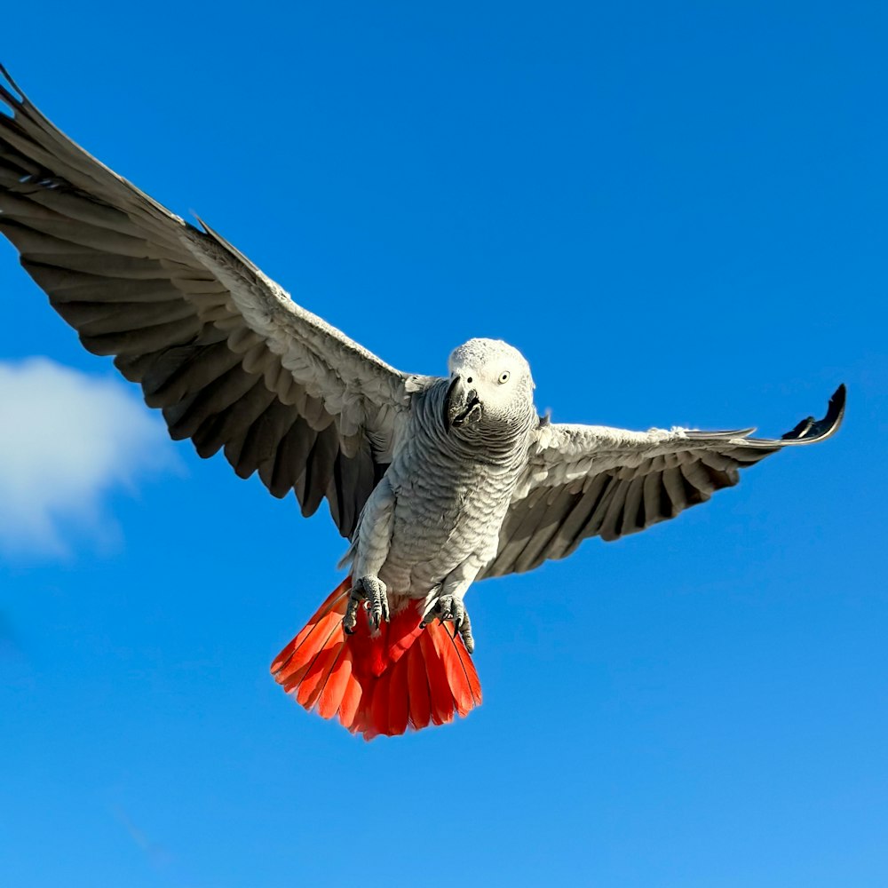 a large white bird flying through a blue sky