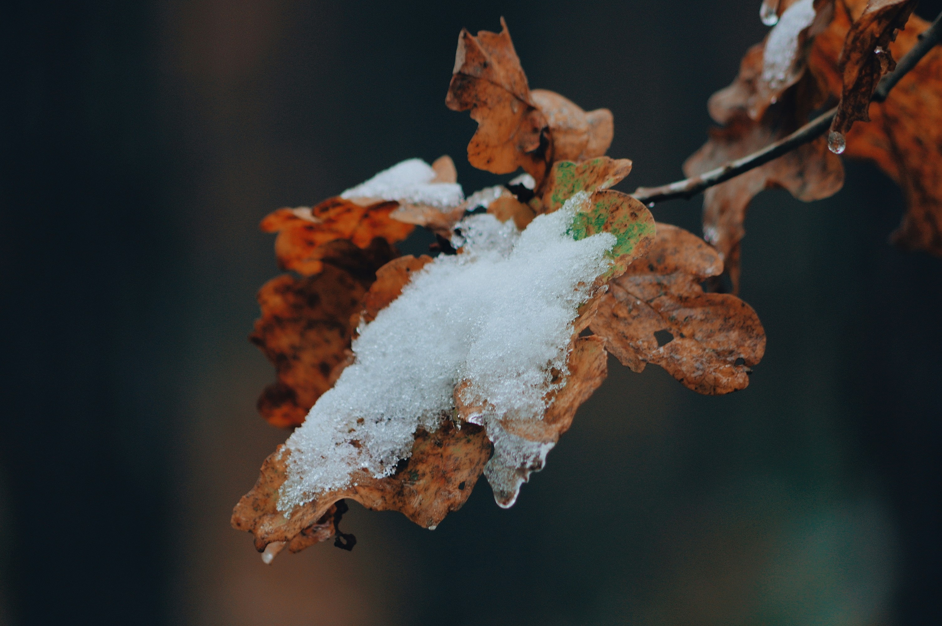 Nevicate storiche in autunno: quando la neve arriva in anticipo