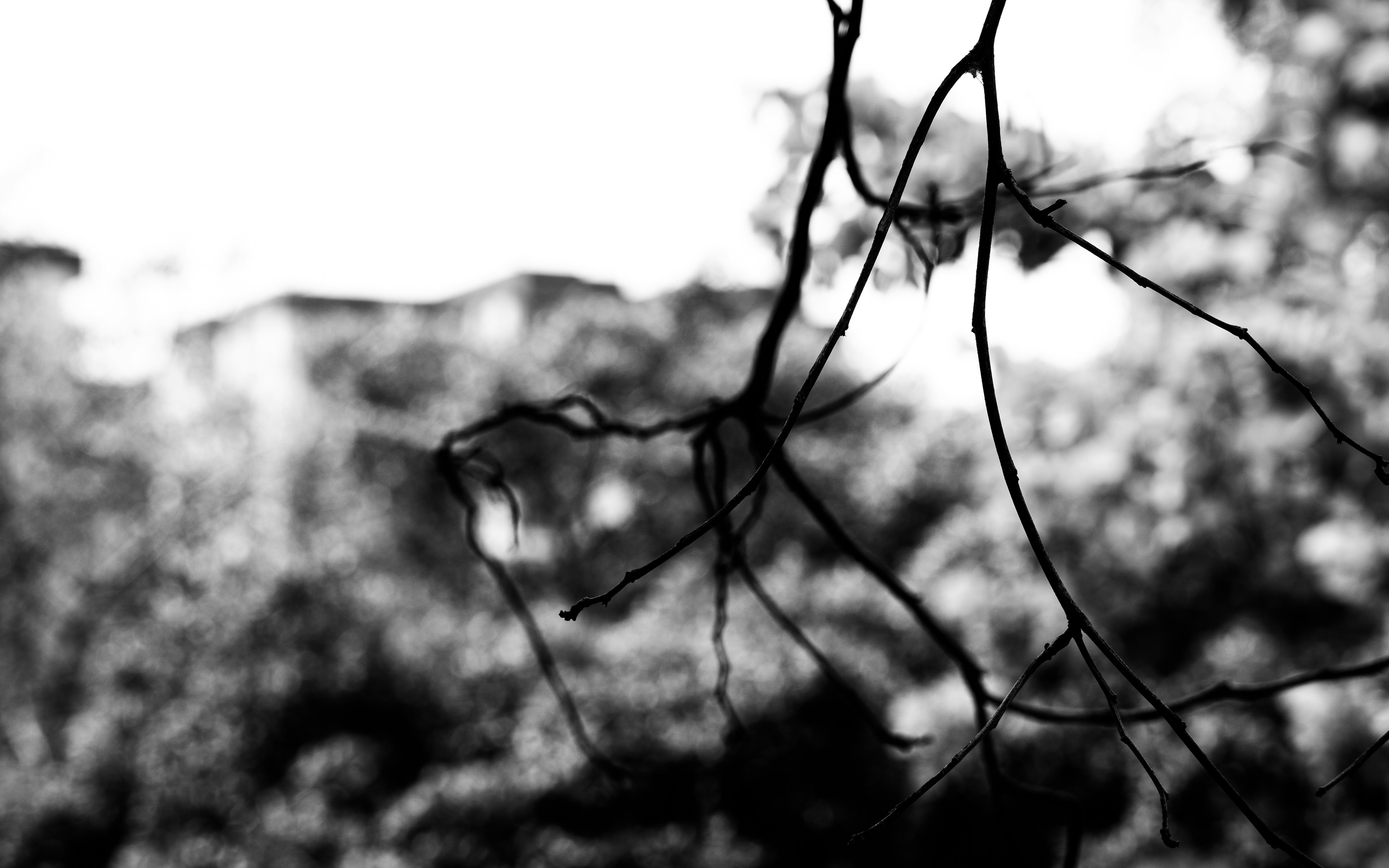 Photo by darklight2021