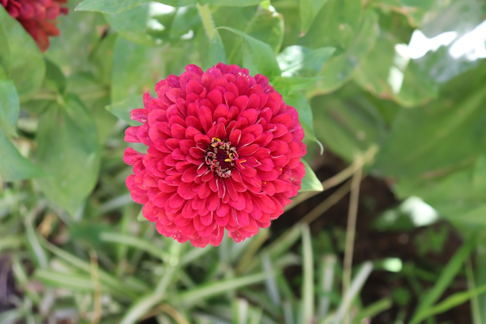 a red flower with green leaves in the background