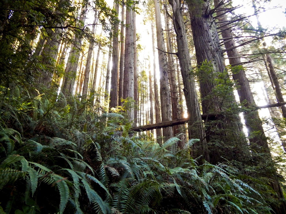 uma floresta cheia de árvores altas