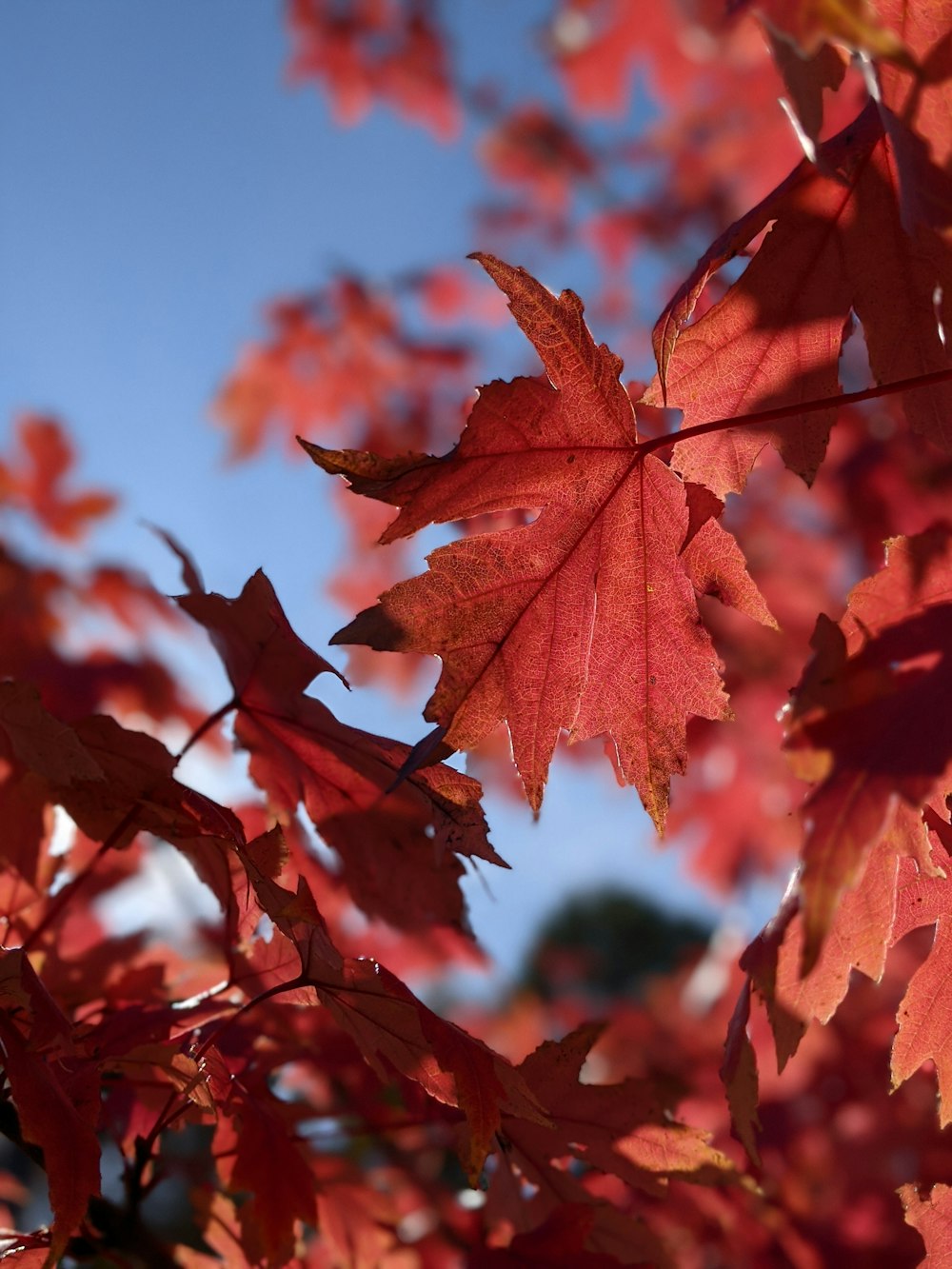 a close up of a tree with red leaves