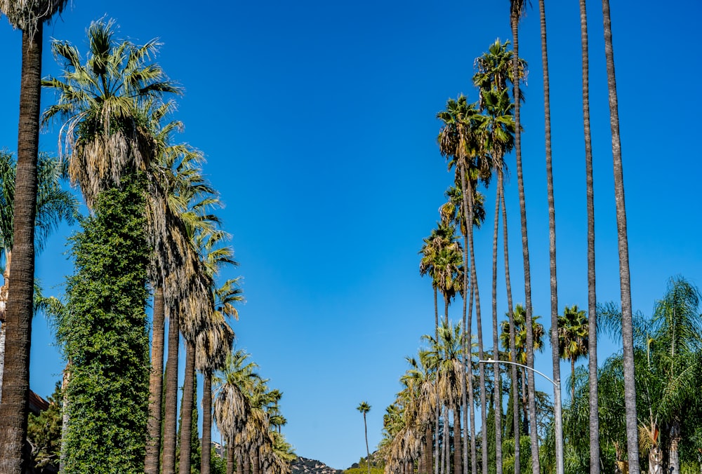 a street lined with palm trees on a sunny day