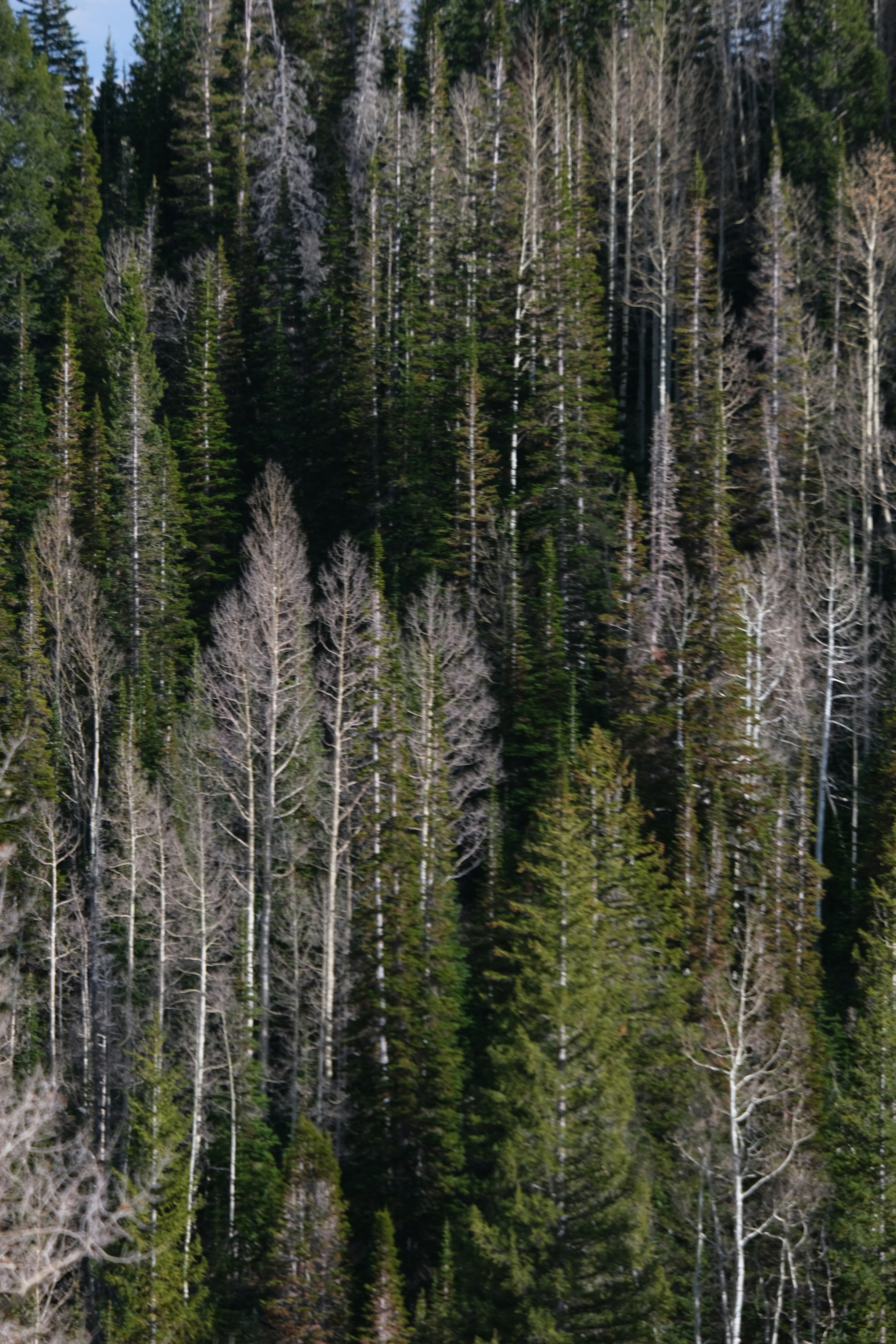 Photo by cestmoisheedy