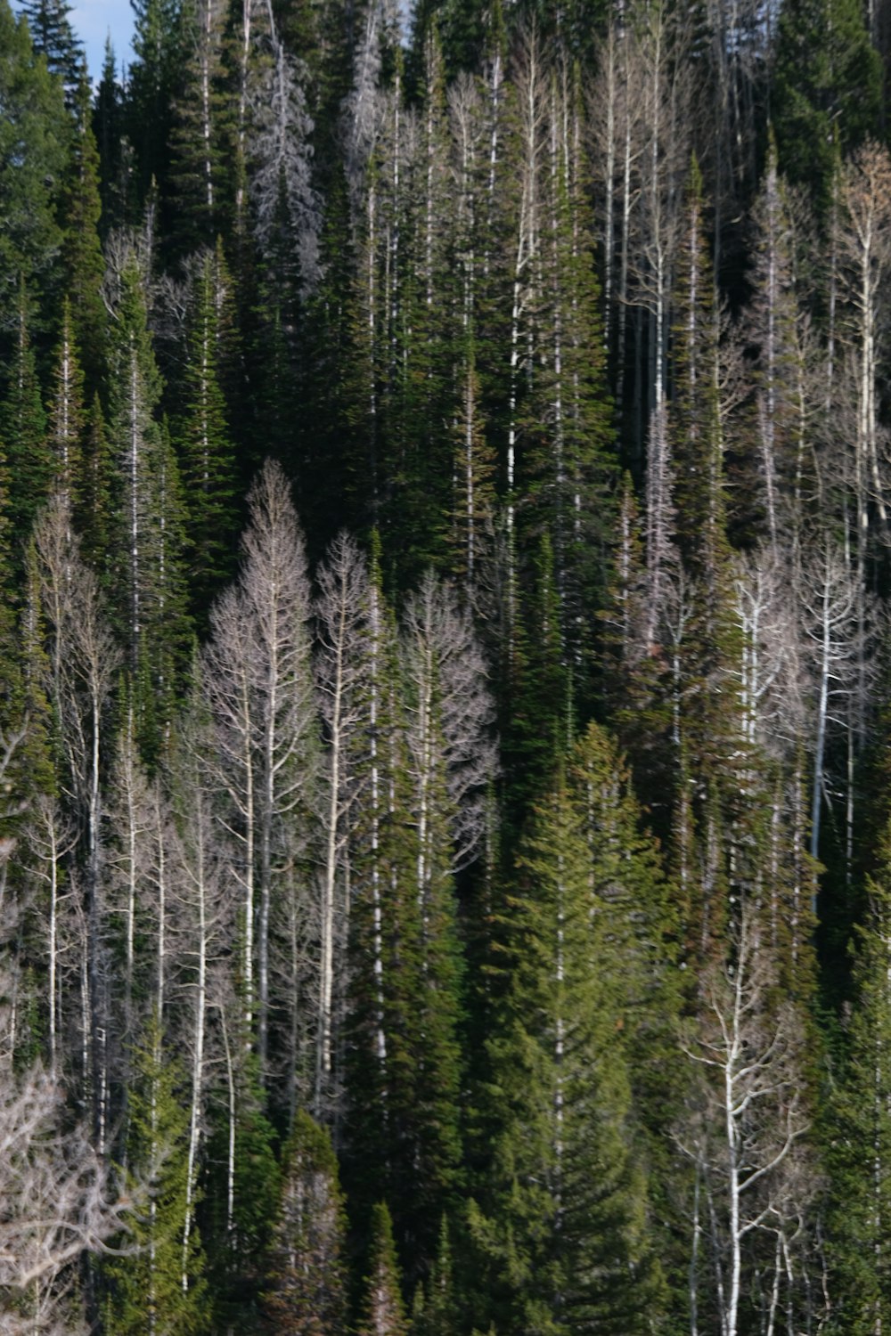 un gregge di pecore al pascolo in cima a una foresta verde e lussureggiante