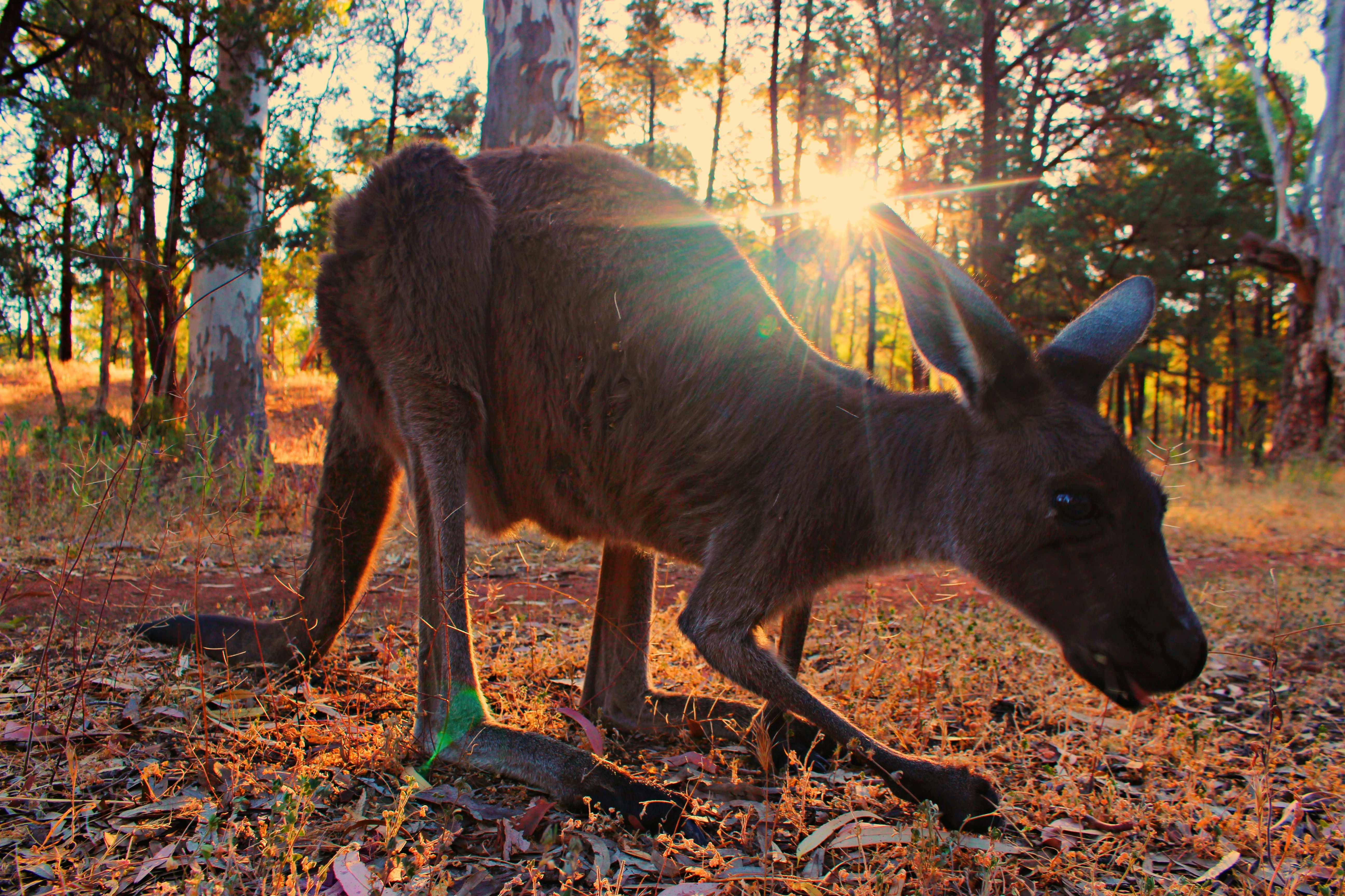 a kangaroo standing in the middle of a forest