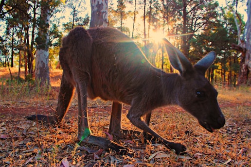 a kangaroo standing in the middle of a forest