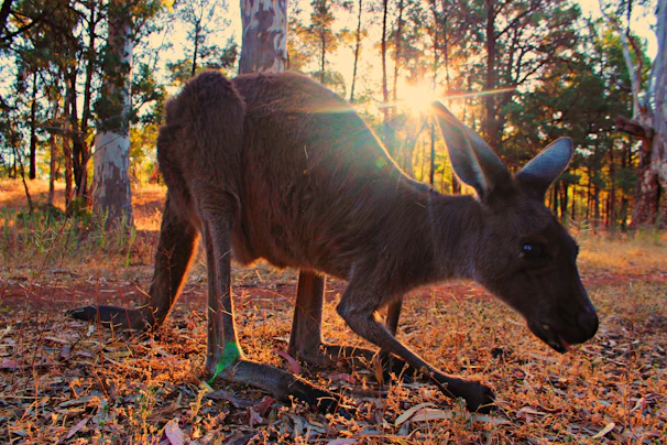 Golden light spilling through eucalyptus trees, with silhouettes of kangaroos in the foreground.