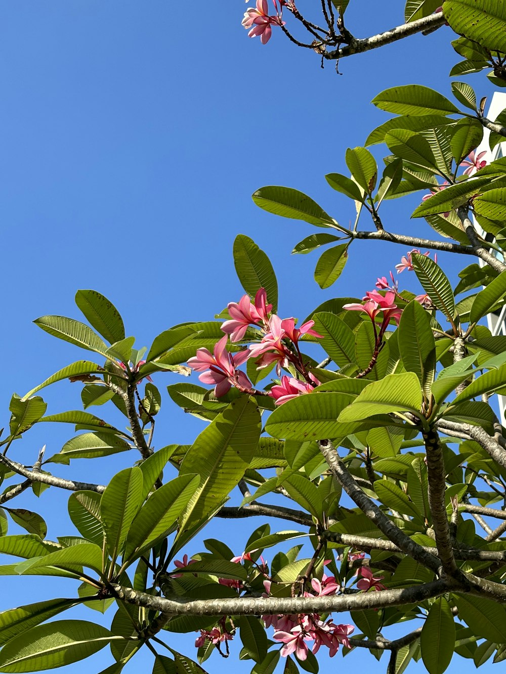 a tree with pink flowers and green leaves