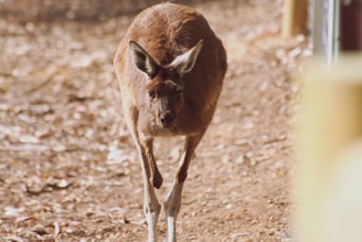 a close up of a kangaroo on a dirt ground