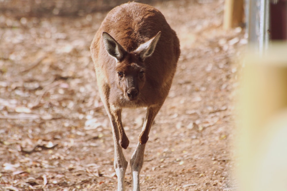 a close up of a kangaroo on a dirt ground