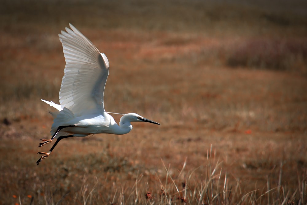 a white bird flying over a dry grass field