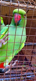 A parrot with vibrant green feathers and a red beak is perched inside a rusty metal cage. Its feet are clinging to the bars of the cage, and there is another glimpse of a parrot in the background, partially hidden. The environment appears to be an outdoor setting with natural light filtering in.