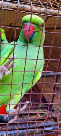 The Vital Role of Parrot Rescue and Rehabilitation