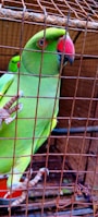 A green parrot with a bright red beak is perched inside a rusted metal cage. Its eye has a striking orange ring around it. Another parrot is visible partially in the background. The setting suggests captivity, with the bars casting shadows on the birds.