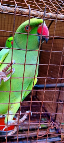 A green parrot with a bright red beak is perched inside a rusted metal cage. Its eye has a striking orange ring around it. Another parrot is visible partially in the background. The setting suggests captivity, with the bars casting shadows on the birds.